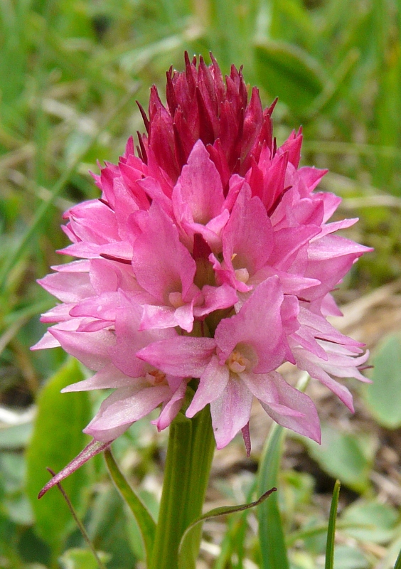 Nigritella, Dactylorhiza perverseemaltempo! Dolomiti luglio 2014.